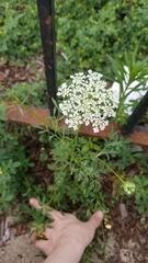 Daucus carota