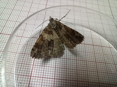 Ascotis fortunata