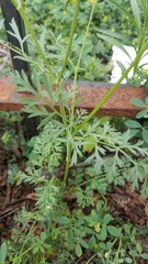 Daucus carota