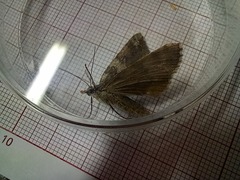 Ascotis fortunata