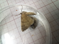 Ascotis fortunata