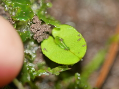 Corybas rivularis