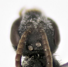 Lasioglossum semilucens