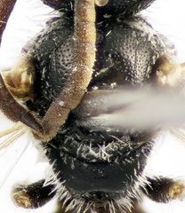 Lasioglossum semilucens