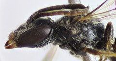 Lasioglossum semilucens