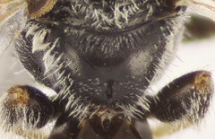 Lasioglossum semilucens