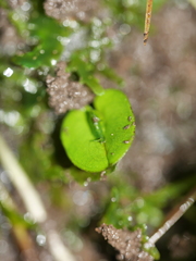 Corybas rivularis