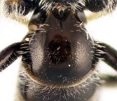 Lasioglossum semilucens