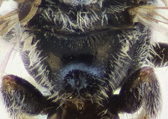 Lasioglossum semilucens