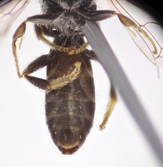 Lasioglossum semilucens