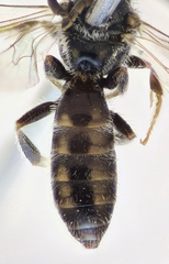 Lasioglossum semilucens