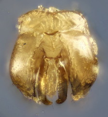 Lasioglossum semilucens