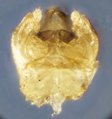 Lasioglossum semilucens