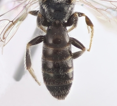 Lasioglossum semilucens