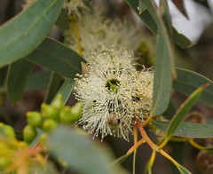 Eucalyptus diversifolia