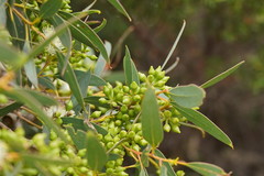 Eucalyptus diversifolia