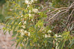 Eucalyptus diversifolia