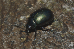 Leptinotarsa behrensi