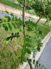 Gleditsia aquatica