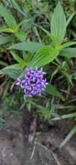 Crusea hispida