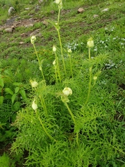 Psacalium cirsiifolium