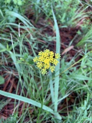 Pseudocymopterus