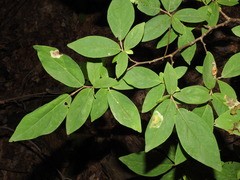 Leucanthiza dircella