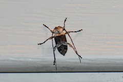 Leptostylus transversus