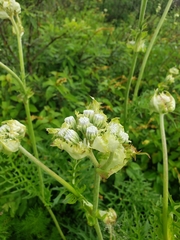 Psacalium cirsiifolium