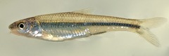 Notropis hudsonius