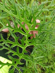 Psacalium cirsiifolium