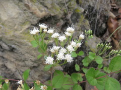 Ageratina leptodictyon