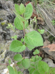 Ageratina leptodictyon