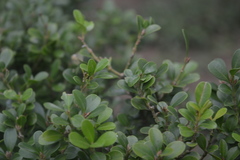Buxus microphylla