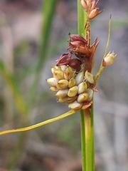 Carex complanata