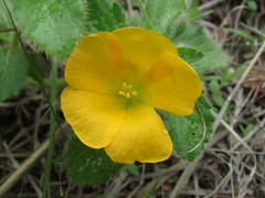 Turnera callosa
