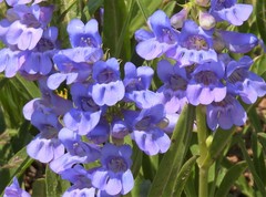Penstemon watsonii