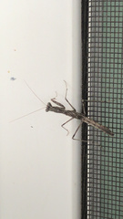 Litaneutria elongata