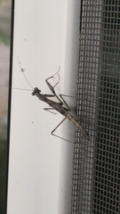 Litaneutria elongata
