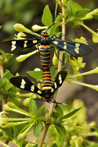 Black-banded Wasp Moth