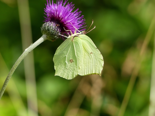 Common brimstone