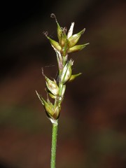 Carex siccata