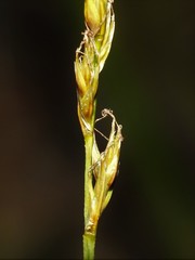 Carex siccata