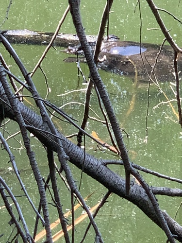 photo of Spiny Softshell Turtle (Apalone spinifera)