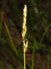 Carex siccata