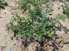 Lepidium austrinum