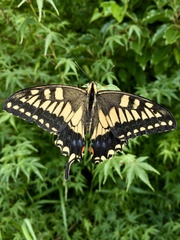 Papilio machaon hippocrates