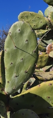 Opuntia quimilo