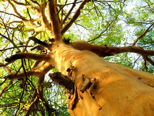 Terminalia kuhlmannii