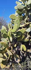 Opuntia quimilo